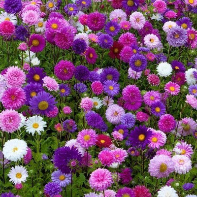 Lorvox Aster Seed(80 per packet)