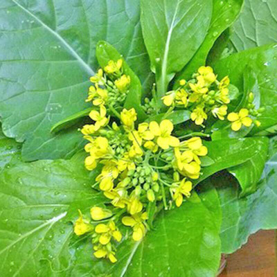 CYBEXIS GBPUT-95 - Mustard Yu Choy Sum - (750 Seeds) Seed(750 per packet)