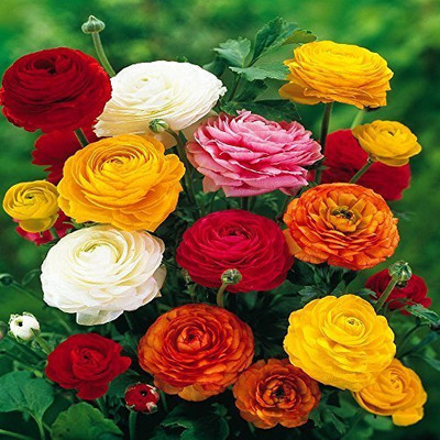 Epazo Imported Ranunculus Mix Color Flower Bulbs For All Season Gardening Seed(9 per packet)