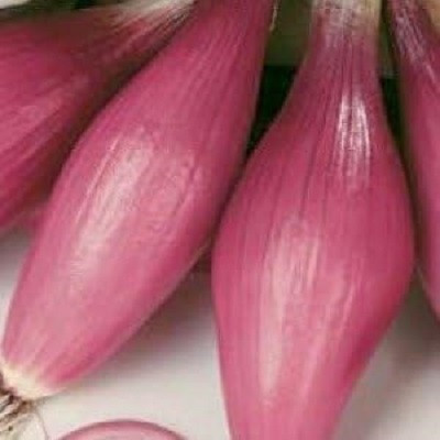 Biosnyg Rossa Lunga Torpedo Onion Seeds-2500 Seeds/10gm Seed(2500 per packet)