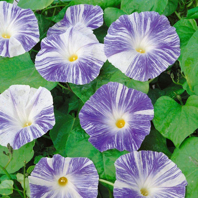 WILLVINE ATS-264 Morning Glory Flying Saucers Seeds Seed(50 per packet)