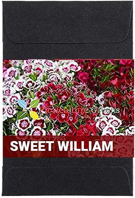 CYBEXIS Sweet William Flower Seeds400 Seeds Seed(400 per packet)