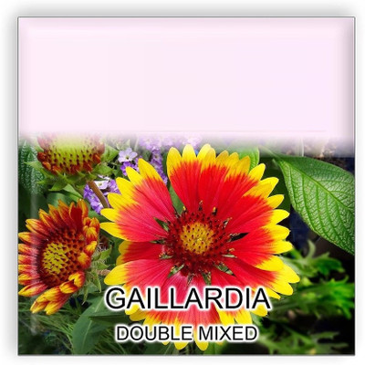Qualtivate TLX-17 Gaillardia Double Mixed Flower Seeds Seed(100 per packet)