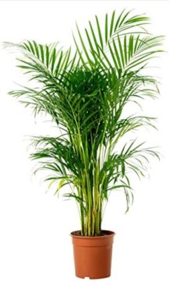 VS GLOBAL Areca palm plant seeds ( 10 per packet ) Seed(10 per packet)