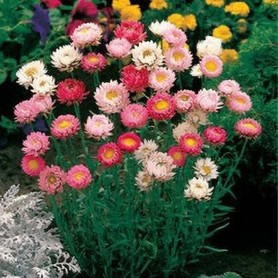 KANAYA Helichrysum Imported Song Mix Flower Seed(25 per packet)
