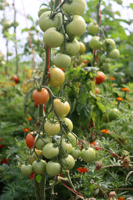 Shyamkripa Criation tomato Seed(115 per packet)
