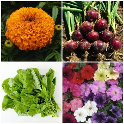 SimXotic Petunia Mixed Flowers, Sarso Mustard, Onion Red & Marigold Orange Flowers Seed(4 per packet)
