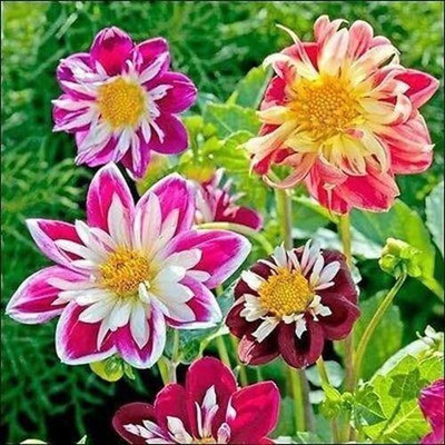 LPR DAHLIA Seed(20 per packet)