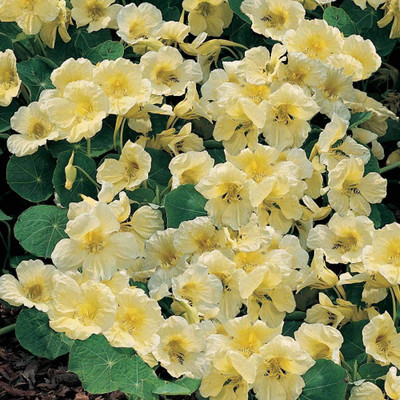 CYBEXIS Nasturtium Milkmaid Half-Hardy Annual Indian cress Seeds Seed(50 per packet)