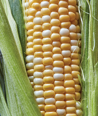VibeX XLR-40 - Ambrosia Sweet Corn - (250 Seeds) Seed(250 per packet)