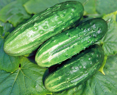 WILLVINE VVI-267 Cucumber Source F1 Rodnichok Open-Pollinated Seed(200 per packet)
