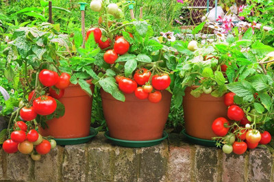 DEYS AGRO ™ desi tomato seeds,hybrid tomato vegetable Seed(120 per packet)