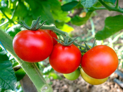 sarvottam creation tomato Seed(95 per packet)