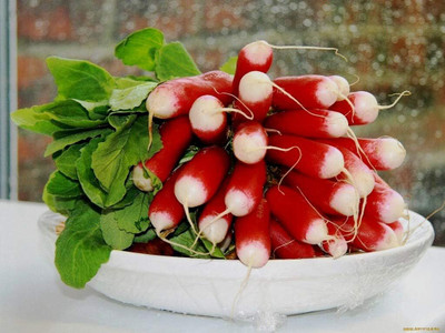 Qualtivate AXL-1AT Rapid Yield 18 Days French Breakfast Radish Seeds Seed(300 per packet)