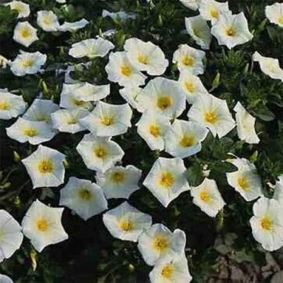 Qualtivate NDIR-248 Morning Glory Ensign White Seeds Seed(50 per packet)