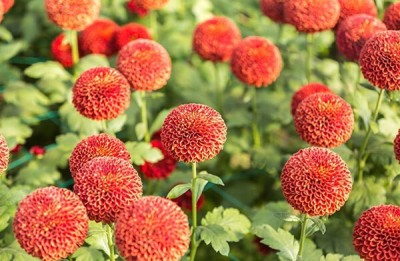 Quentova Orange Pompom Chrysanthemum Seed(100 per packet)