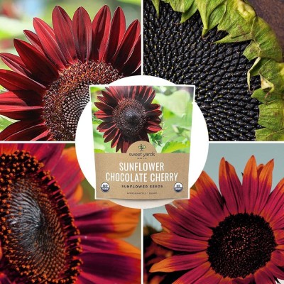 VibeX NDIR-34 - Chocolate Cherry Sunflower - (450 Seeds) Seed(450 per packet)