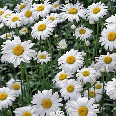 Aywal Chrysanthemum Seed(40 per packet)