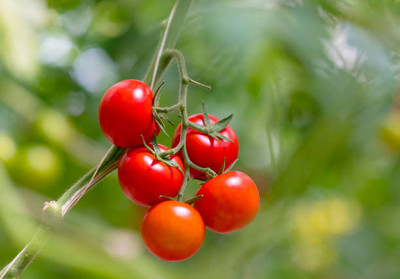 SM PLUS tomato Seed(145 per packet)