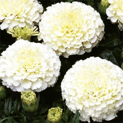 VibeX GUA-32 - White African Marigold - (250 Seeds) Seed(250 per packet)