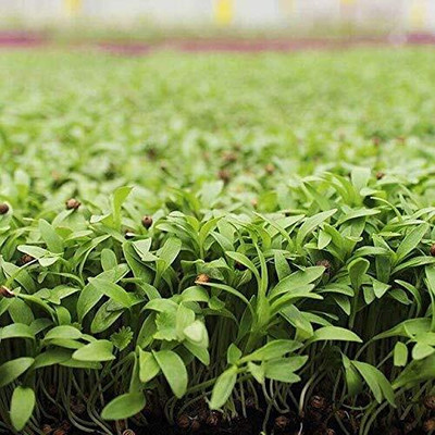 KNESSiN Chinese Parsley (Coriander)-{2000 Seeds} Seed(2000 per packet)