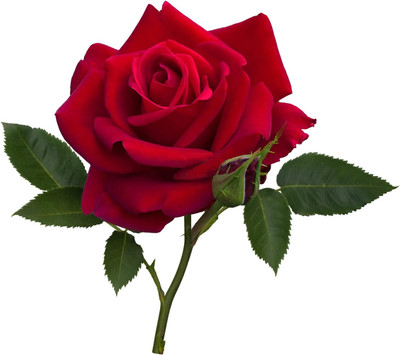 ACMS English RED Rose Flower Seeds Beautiful Flower Home Garden Seed(80 per packet)