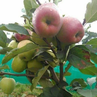 Decon Apple Seed(10 per packet)