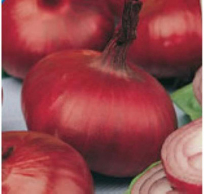 KNESSiN Unusual Rare French Heirloom Heritage Rouge Pale DE NIORT Pale RED Onion Seed(300 per packet)