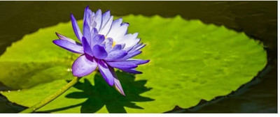 CYBEXIS TLX-41 - Mixed Color Water Lily - (270 Seeds) Seed(270 per packet)