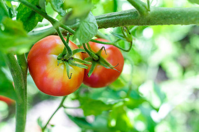 ASHOKA tomato Seed(150 per packet)