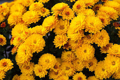 Namaste marigold/gende ka phool flower seeds Seed(75 per packet)