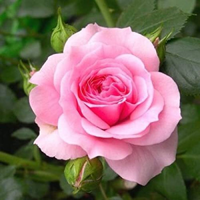 CRGO ROSE , GULAAB Seed(60 per packet)