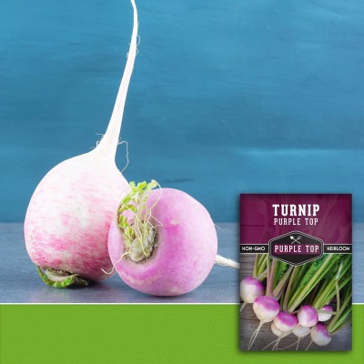 Quentova Purple Top Turnip 1g Seed(350 per packet)