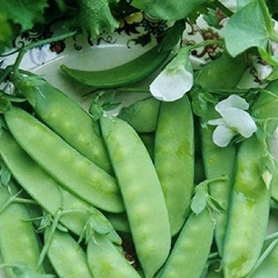 WILLVINE XLL-491 Dwarf Grey Sugar Pea Pod Seeds Seed(50 per packet)