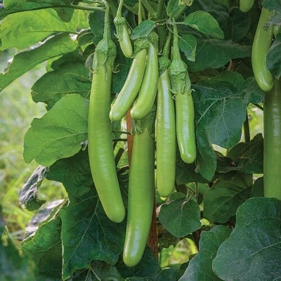 Biosnyg Organic Green Long Brinjal Eggplant Vegetable ( Seeds) Seed(1000 per packet)