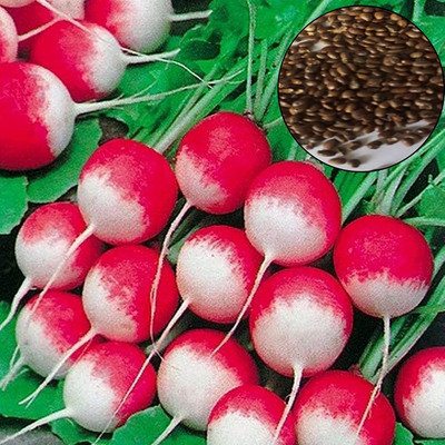 CYBEXIS High Germination Radish Seeds2400 Seeds Seed(2400 per packet)