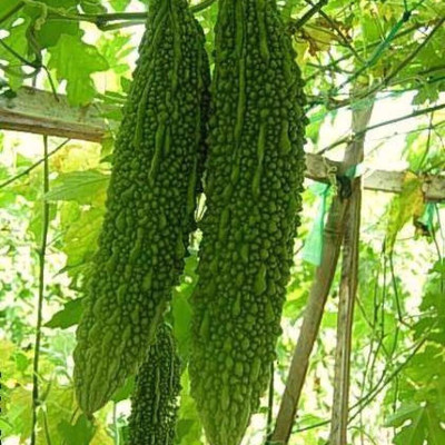 GREENSEA High Yielding Bitter Gourd, Uchchhe, Karela Seed(33 per packet)