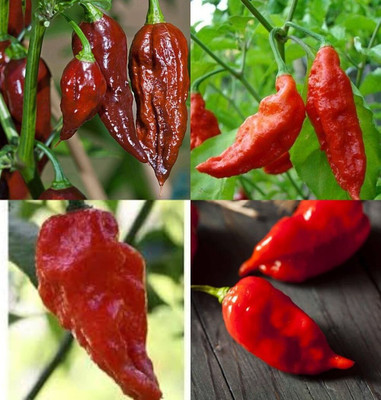 ibains Bullet chilli seed bij 50 Seed(50 per packet)