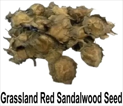 grassland Grassland Pterocarpus Santalinus seed Red Sandalwood Seed Pack Of 100g Seed(100 per packet)