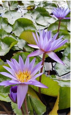 CYBEXIS NBIR-42 - Water Lily/Lotus - (270 Seeds) Seed(270 per packet)