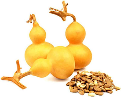CYBEXIS Hand Gourd Bottle Seeds100 Seeds Seed(100 per packet)