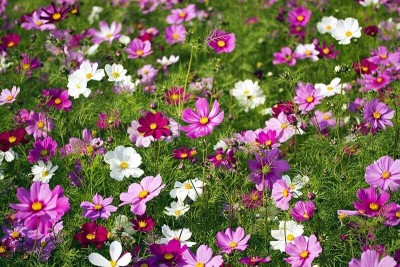 Quentova Cosmos bipinnatus-10Q-KWI Seed(50 per packet)