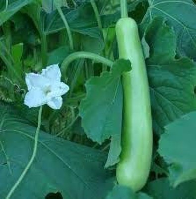 KANAYA Bottle Gourd Seeds, Lauki, Doodhi, Surakkai, Pechura, Sorakkaya, Sorekayi Seed(90 per packet)