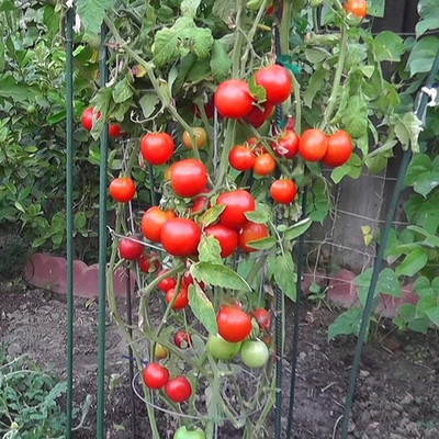 CYBEXIS Prolific Tomato Seeds2000 Seeds Seed(2000 per packet)