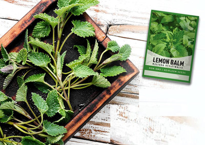 Qualtivate XLR-73 Lemon Balm Heirloom Herb Seed(500 per packet)
