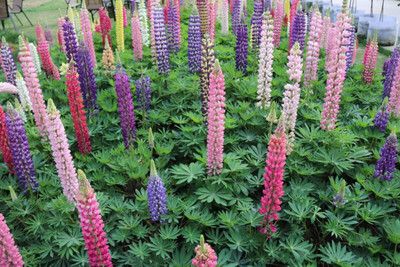 Lorvox Lupin Mix Dwarf Flower Seed(34 per packet)