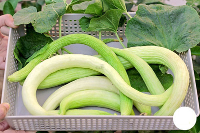 Quentova Armenian Cucumber Long Melon Seeds-KTK-2X Seed(200 per packet)