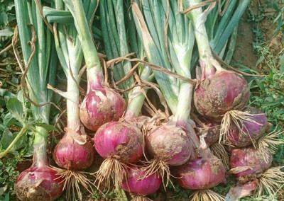 KNESSiN High Yield Puna Fursungi Onion Vegetable Seeds For Planting-(300 Seeds) Seed(300 per packet)