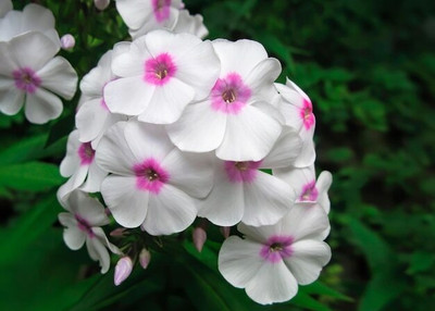 Mozette Exotic phlox Seed(21 per packet)
