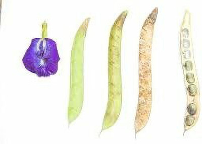 Urancia Safed Aparajita Butterfly Pea Clitoria Ternatea Dried seed 100gm Seed(1 per packet)